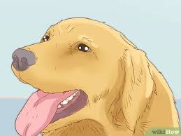 Kopeklerdeki Sicak Carpmasi Nasil Tedavi Edilir Wikihow