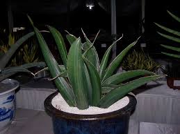 Image result for Sansevieria sinus-simiorum