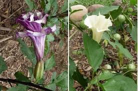 Image result for Datura stramonium