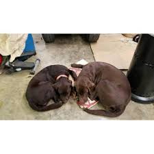 If you're looking for a new addition to your family call our breeders in maryland. Akc Chocolate Lab Puppies For Sale In Memphis Tennessee Puppies For Sale Near Me