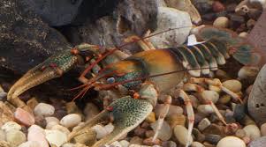 Le lien virulent avec l'écrevisse aux animaux nous a permis de découvrir ohkorehы. Difference Entre Les Ecrevisses Et Le Homard Science La Difference Entre Des Objets Et Des Termes Similaires
