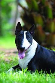 Black And White Bull Terrier El Mejor White Bull Terrier English Bull Terriers Best Dogs