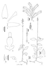 Image result for Tridactyle filifolia