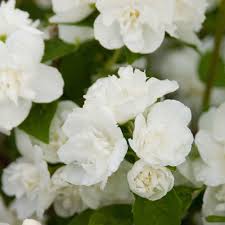 Philadelphus Snow White Sensation White Flowers Garden White Flower Farm Mock Orange