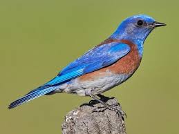 The male has bright blue upperparts, reddish breast, and white belly. Western Bluebird Identification All About Birds Cornell Lab Of Ornithology