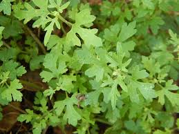 Image result for Microglossa