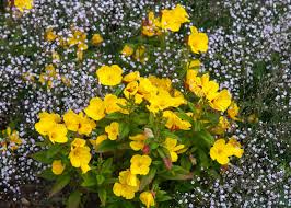 Shop today with 100% satisfaction guaranteed! Evening Primrose Plant Care Growing Guide