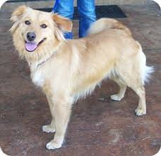 Alabama, usa, golden retriever puppies. Huntsville Al Golden Retriever Meet Leah A Pet For Adoption