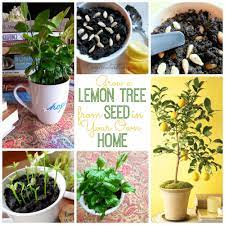 Grow A Lemon Tree From Seed In Your Own Home Lemon Tree From Seed Growing Lemon Trees Growing Vegetables