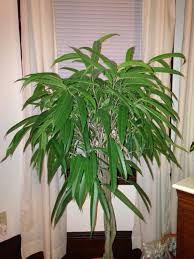 Ficus ( or) is a genus of about 850 species of woody trees, shrubs, vines, epiphytes and hemiepiphytes in the family moraceae. Ficus Alii Propagation