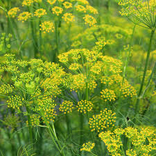 Image result for Foeniculum vulgare