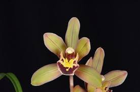 Image result for Cymbidium