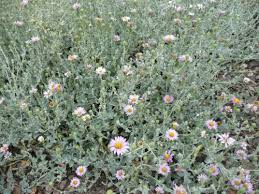 Image result for Coronopus integrifolius