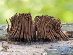 Image result for Stemonitis fusca