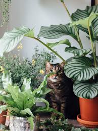 Die liste der für katzen giftigen pflanzen ist lang. Haustierfreundliche Pflanzen Pflanzenfreude