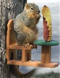 Pin By Birgit Thone On Amazing All Kind Of Animals And Nature In 2020 Squirrel Feeder Squirrel Feeders Bird Feeders