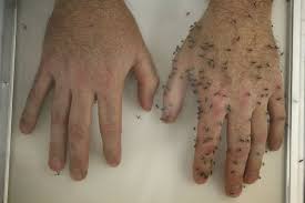 Check spelling or type a new query. 6 Natural Ways To Keep Mosquitoes Away From Your Body