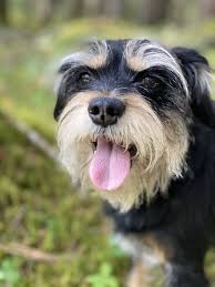 October Is Pet Wellness Month 10 Tips For Dog Wellness Dogtime In 2020 Dog Wellness Pet Wellness Cute Dog Toys