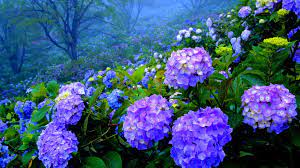 Funmozar Hydrangea Growing Hydrangeas Planting Hydrangeas Hydrangea Garden
