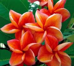 Pin On Frangipani