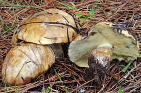 Image result for Suillus punctipes