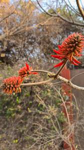 Image result for Savannosiphon euryphyllus