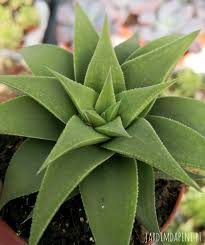 Image result for Euphorbia baylissii
