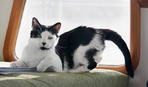 If your own cats or neighborhood cats use your garden as a litter box, you can discourage this behavior or prevent it altogether. Why Your Cat Is Spraying And How To Stop It