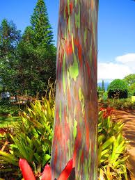 Rainbow Eucalyptus Tree Oahu Rainbow Eucalyptus Tree Rainbow Eucalyptus Butterfly Garden Design