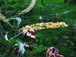 Acacia Coral Adenanthera Pavonina Botanical Flowers Christmas Ornaments