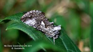 Image result for Syngrapha interrogationis