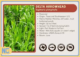 Image result for Agelanthus deltae