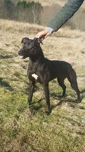 Black And White Greyhound Mix Bull Greyhound Dog Blog Dog Mixes Working Dogs