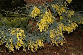 Image result for Acacia