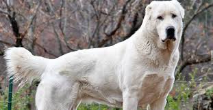 See more of cane da pastore maremmano abruzzese kennel on facebook. Alabai Pastore Dell Asia Centrale Cosa Sapere