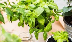 7 Plantes Et Legumes A Faire Repousser Chez Soi Plante Potager Faire Soi Meme