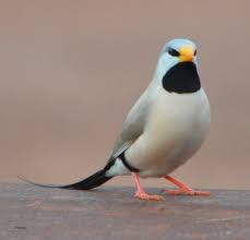 Black And White Bird With Orange Beak And Long Tail Beautiful Long Tail Finch Poephila Acuticauda In 2020 Pet Birds Finches Bird Australian Birds