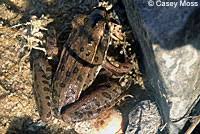 Image result for Lepidagathis eriocephala