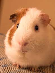 Male dog neutering, otherwise known as sterilisation, fixing, desexing, castration (castrating) or by its correct veterinary name: Pet Stores Hurt Animals Peta2