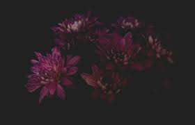 Bluecoco purple/green equinox flower corals，soft silica gel moves naturally with water flow, aquarium decorations glow in the dark, glowing coral ornaments for fish tank decorations. How To Shoot Moody Flower Photography Dark Photography Tips