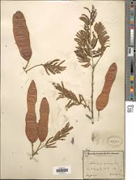 Image result for Albizia isenbergiana