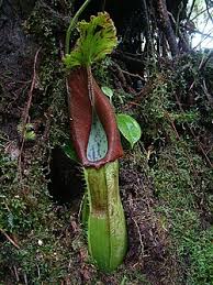 Image result for Nesaea spathulata