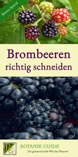 Brombeeren Schneiden So Liefert Der Strauch Reiche Ernte Brombeeren Schneiden Brombeeren Und Gemuse Anpflanzen