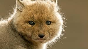 Universum: Die wilden Hunde (1)