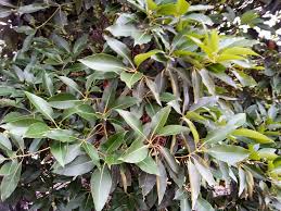 Image result for Lophostemon confertus