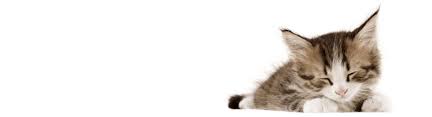 All of our doctors have many years of experience with internal medicine and surgery involving. Home Veterinary Care Northern Virginia