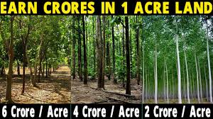 Here are the names of some profitable trees for the quick profit of your tree farm. 3 Most Profitable Plants To Grow Eucalyptus Nilgiri Saagwan Teak Wood Chandan Sandalwood Youtube