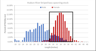 Dec Official Explains The Slot Rule For Striped Bass
