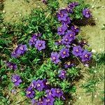 Image result for Lysimachia monelli