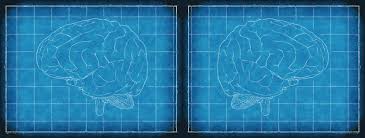 In a 2014 study, university of pennsylvania researchers imaged the brains of 428 male and 521 female youths — an uncharacteristically huge sample — and found that the females' brains consistently showed more strongly coordinated activity between hemispheres, while the males' brain activity was more tightly coordinated within local brain. Male And Female Brain Differences Must We Keep Doing This Dean Burnett The Cosmic Shambles Network